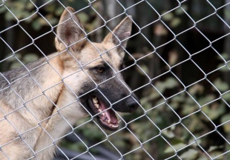Sahipsiz sokak hayvanları, doğal yaşam alanlarını sevdi