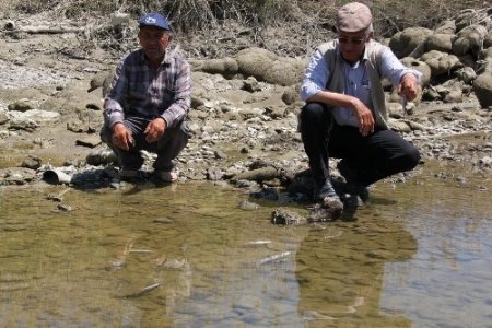 Sakarya Nehri kurudu, çiftçi endişeli