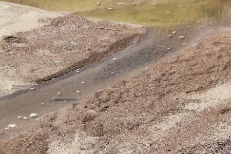 Sakarya Nehri kurudu, çiftçi endişeli