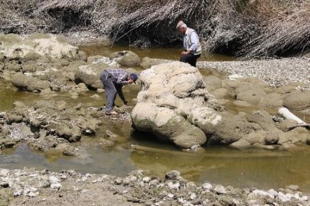 Sakarya Nehri kurudu, çiftçi endişeli