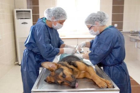 Sakarya'da 5 bin sokak hayvanı aşılandı