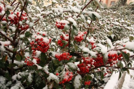 Sakaryalılar güne kar yağışı ile uyandı