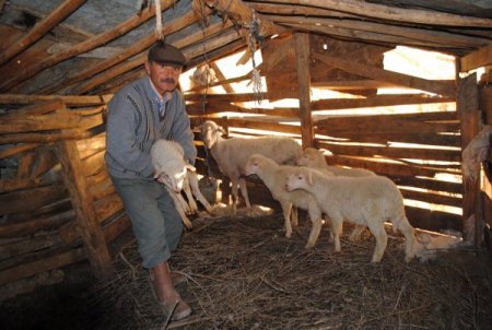 Sakız İsimli Koyun Bir Batında Dördüz Yavruladı