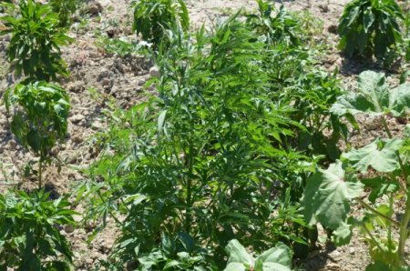 Saksıda Yetiştirilen 500 Kök Hint Keneviri Ele Geçirildi