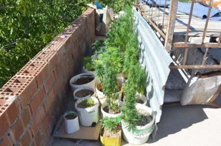 Saksıda Yetiştirilen 500 Kök Hint Keneviri Ele Geçirildi