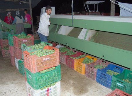 Salatalık Sındırgılı Üreticilerin Yüzünü Güldürüyor