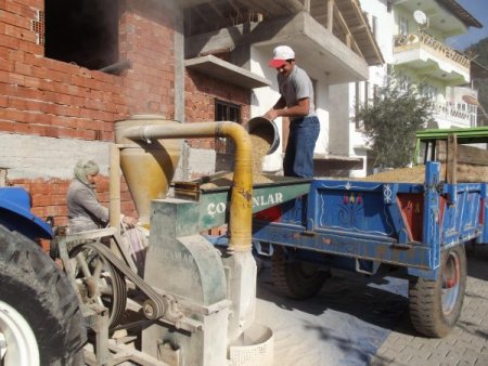 Saman fiyatı buğday fiyatını geçti