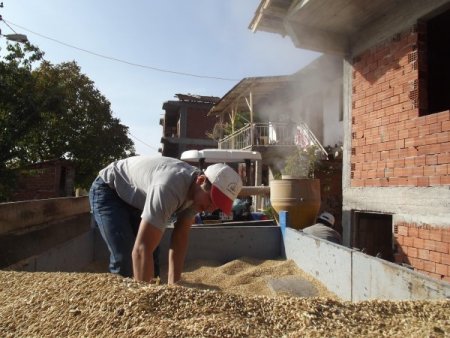 Saman fiyatı buğday fiyatını geçti