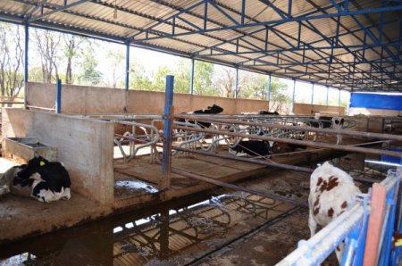 Saman fiyatları 3'e katlandı, yetiştirici sıkıntıda