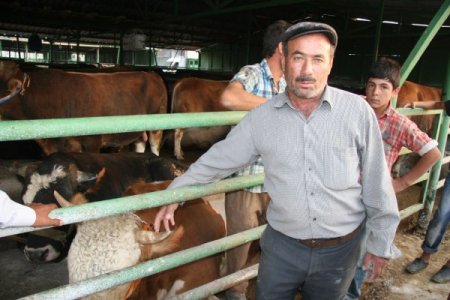 Saman fiyatları arttı, kurbanlıklar pazara indirimle geldi (Özel)