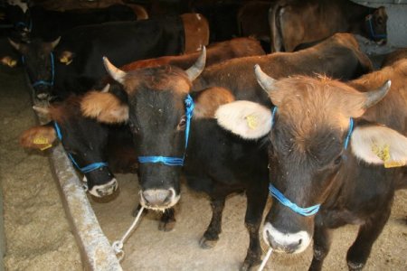 Saman fiyatları arttı, kurbanlıklar pazara indirimle geldi (Özel)