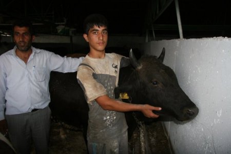 Saman fiyatları arttı, kurbanlıklar pazara indirimle geldi (Özel)