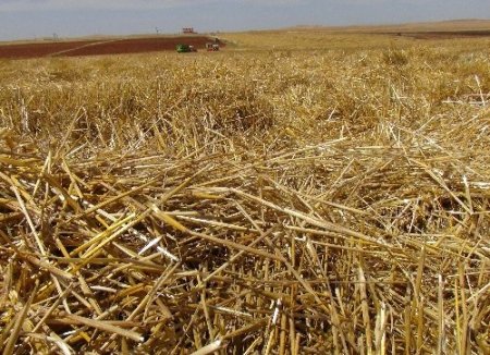 Saman kıymete bindi, çiftçi anız yakmaktan vazgeçti