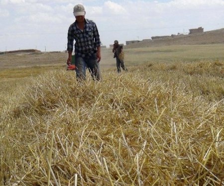Saman kıymete bindi, çiftçi anız yakmaktan vazgeçti