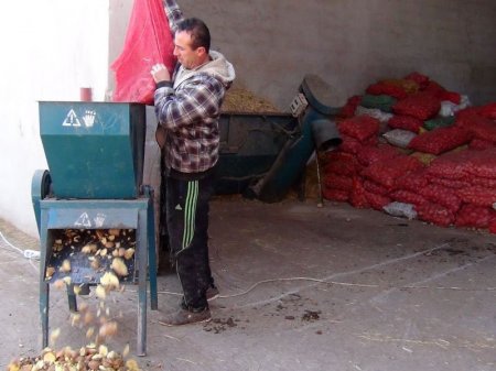 Saman sıkıntısı çeken besiciler hayvanlarını patatesle doyuruyor