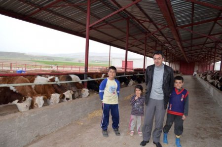 Saman sıkıntısı çeken besiciler hayvanlarını patatesle doyuruyor