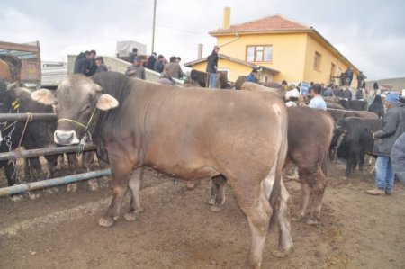 Saman Sıkıntısı Çeken Köylüler Hayvanlarını Satışa Çıkardı