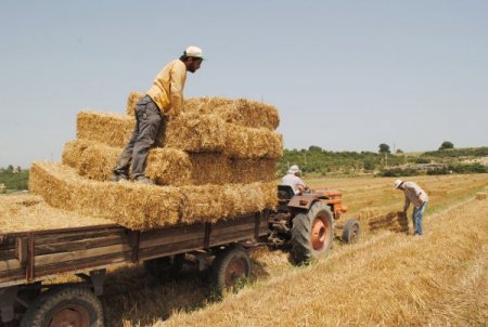 Saman ve yem fiyatları arttı, çiftçi anız yakmaktan vazgeçti