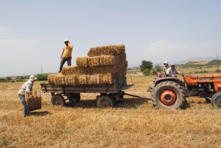 Saman ve yem fiyatları arttı, çiftçi anız yakmaktan vazgeçti