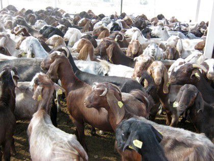 Şamil Keçilerden Yılda 3 Yavru Alınacak