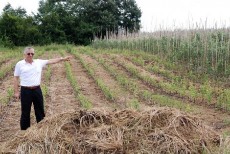Sammey bu yıl bin 200 ton meyve üretecek