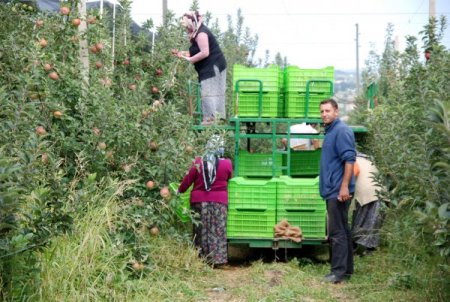 Sammey bu yıl bin 200 ton meyve üretecek