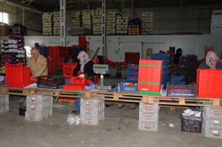 Samsun Gıda Kargo’nun 5 kıtada ulaştığı ülke sayısı 200’ü aştı