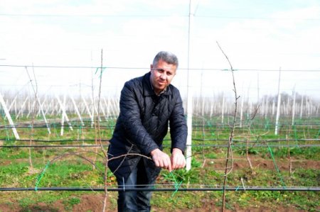 Samsun Gıda Yönetim Kurulu Başkanı Öztürk: Meyvecilik karlı bir yatırım
