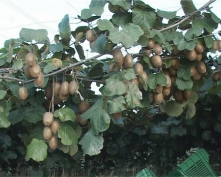 Samsun kivisi dünyaya Rusya'dan açılacak