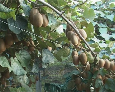 Samsun kivisi dünyaya Rusya'dan açılacak