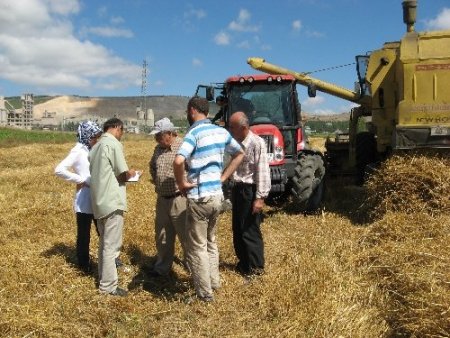 Samsun’da biçerdöverle buğday hasadı başladı