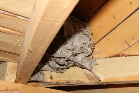 Samsun'da eşek arıları mahalleliye korku dolu anlar yaşattı