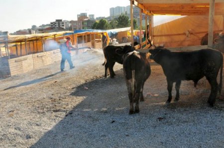 Samsun'da 'Kurban Pazarları' denetlenip ilaçlanıyor