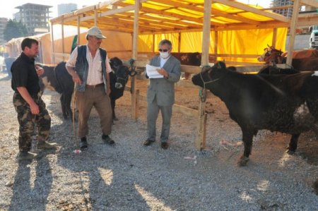 Samsun'da 'Kurban Pazarları' denetlenip ilaçlanıyor