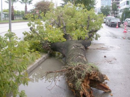 Samsun’da Kuvvetli Rüzgar Ağaçları Kökünden Söktü