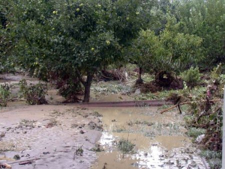 Samsun’da Meyve Bahçeleri De Sel Sularının Altında Kaldı