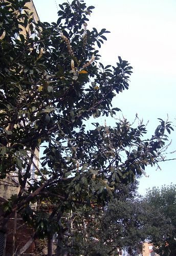 Samsun'da Meyveler Çiçek Açtı, Yaşlılar Denize Akın Etti