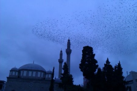 Samsun'da sığırcık kuşlarının akşam tavafı