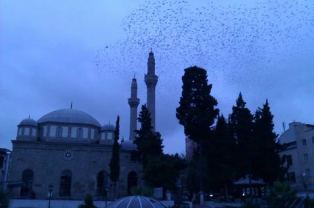 Samsun'da sığırcık kuşlarının akşam tavafı