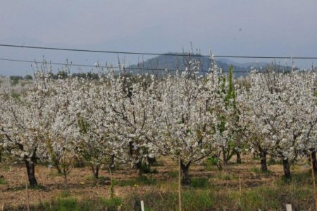 Sancaklıbozköy'de Kiraz Borsası Kurulacak