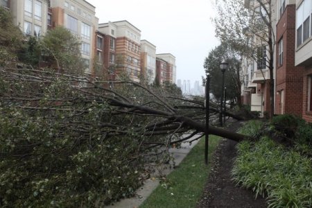 Sandy ağaçları kökünden kopardı