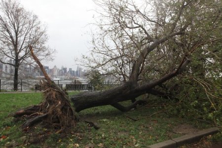 Sandy ağaçları kökünden kopardı