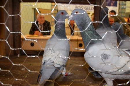 Şanlıurfa en güzel güvercinini seçiyor