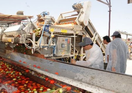 Şanlıurfa'da Ürettiği Domateslerle Dünya Pazarına Girdi