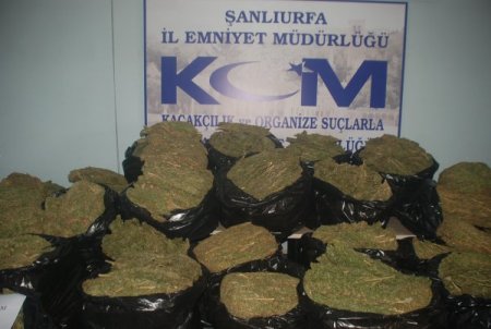 Şanlıurfa'da yarım ton esrar ele geçirildi
