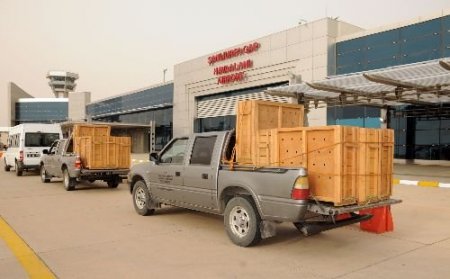 Şanlıurfa'dan Gürcistan'a 10 Ceylan Gönderildi