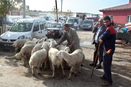Şap hastalığı tehlikesi geçti, Nevşehir Hayvan Pazarı yeniden açıldı