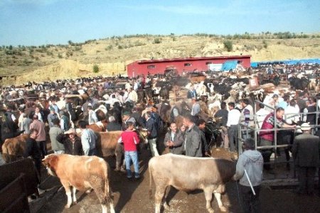 Şap hastalığı tehlikesi geçti, Nevşehir Hayvan Pazarı yeniden açıldı