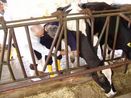 Şap hastalığına karşı 19 ilde aşılama başlatıldı