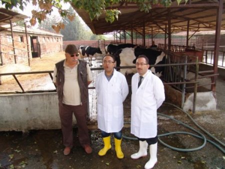 Şap hastalığına karşı 19 ilde aşılama başlatıldı